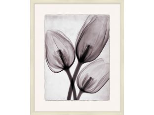 X-Ray Floral 3  25.75W X 31.75H