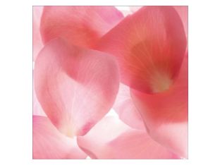 Pink Flower Petals 30W x 30H