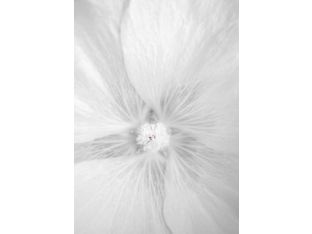 Close-up White Floral II 20W x 30H