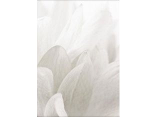 Close-up White Floral IV 20W x 30H