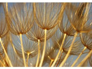 Dandelions 45W x 30H