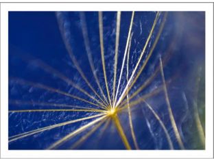 Dandelions in Blue 45W x 30H