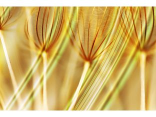 Dandelions in Gold I 45W x 30H