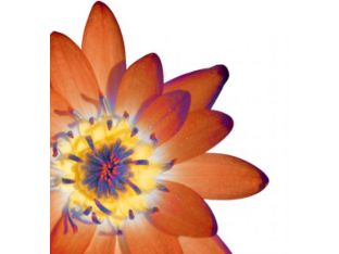 Orange Floral 24W x 24H