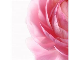 Close-up Pink Floral I 40W x 40H