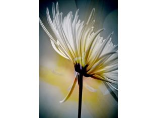 White With Yellow Floral 24W x 36H