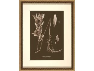 Sepia Leaves on Chocolate III 22W x 28H