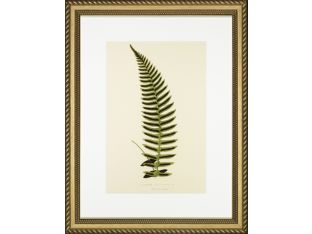 Spring Ferns V 25W x 32H