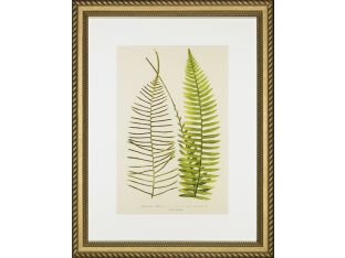 Spring Ferns IV 25W x 32H