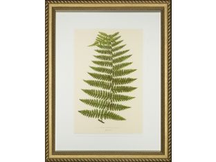 Spring Ferns I 25W x 32H