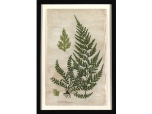 Mountain Fern I 23.5W x 34H