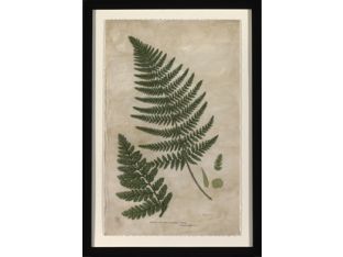 Mountain Fern II 23.5W x 34H