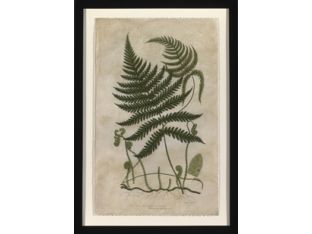 Mountain Fern III 23.5W x 34H