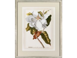 Magnificent Magnolias I 26W x 32H