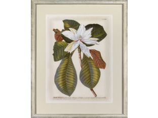 Magnificent Magnolias II 26W x 32H
