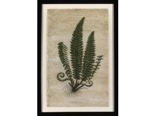 Mountain Fern IV 24W x 34H