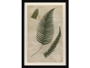 Mountain Fern V 24W x 34H