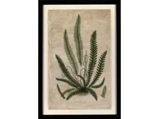Mountain Fern VI 24W x 34H