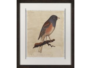 Junco Oregonus 21.5W x 25.5H