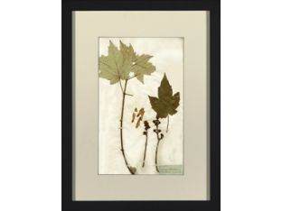 Herbarium Collection VI 18W x 24H