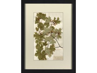 Herbarium Collection VII 18W x 24H