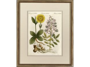 Plantae CXXXVII 22.5W x 26.5H