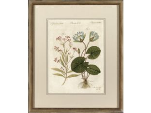 Plantae XCIV 22.5W x 26.5H