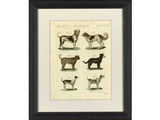 Dog Species II 23W x 27H
