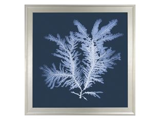 X-Ray Seagrass I 42W x 42H