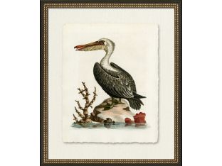 Medium Pelican 22W x 26H