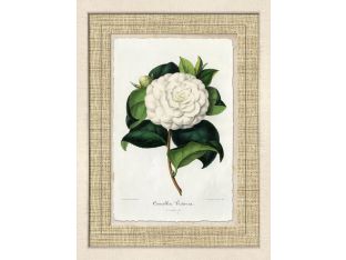 Carnation I 24W x 31H