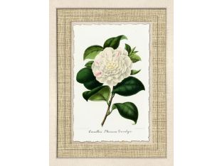 Carnation II 24W x 31H