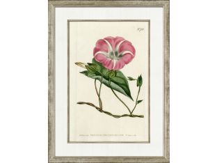 Medium Antique Blush Floral II 32W x 24H