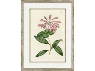 Medium Antique Blush Floral III 32W x 24H