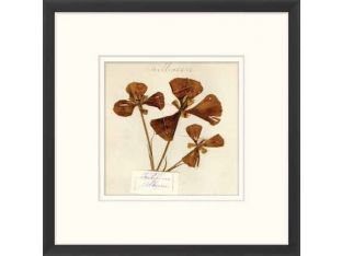 Napa Valley 1872 Herbarium XVI 22W x 22H