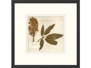 Napa Valley 1872 Herbarium XVII 22W x 22H