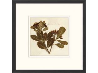 Napa Valley 1872 Herbarium XVIII 22W x 22H