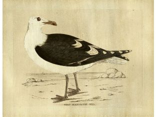 Great Black Backed Gull 23W x 18H