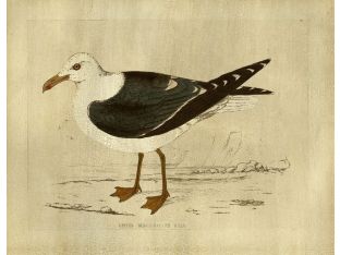 Gull 23W x 18H