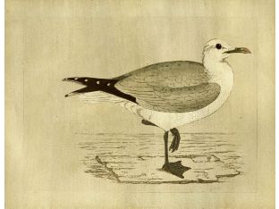 Seagull 23W x 18H