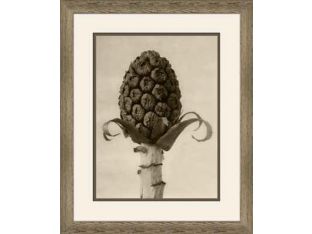 Art Forms of Nature III 18W x 22H