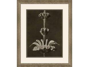 Art Forms of Nature XI 18W x 22H