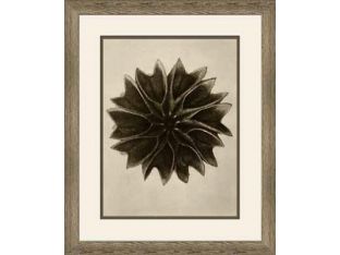 Art Forms of Nature XIV 18W x 22H