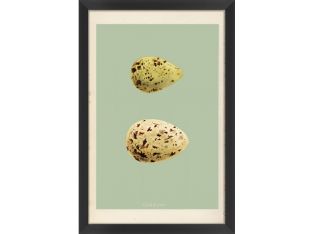 Classic Egg Study II (Set of 3) 16W x 24H
