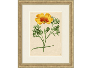 Radiant Floral II  18.5W x 22.5H