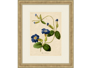 Radiant Floral III   18.5W x 22.5H