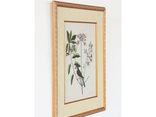 Catesby Bird & Botanical I 22W x 26H - Cleared Art