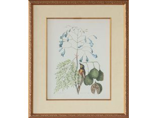 Catesby Bird & Botanical II 22W x 26H - Cleared Art