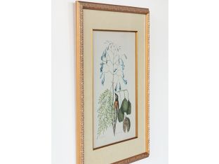 Catesby Bird & Botanical II 22W x 26H - Cleared Art