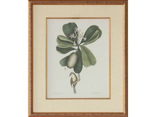 Catesby Bird & Botanical III 22W x 26H - Cleared Art